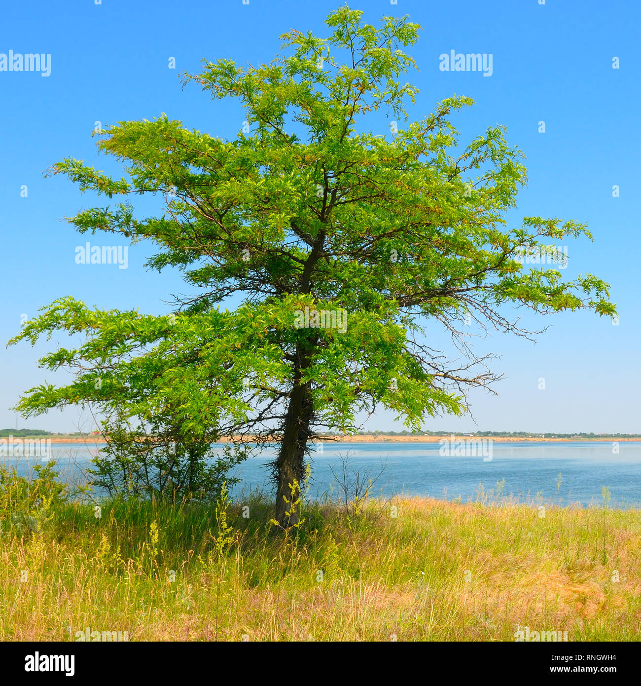 Lonely tree growing out hi-res stock photography and images - Alamy