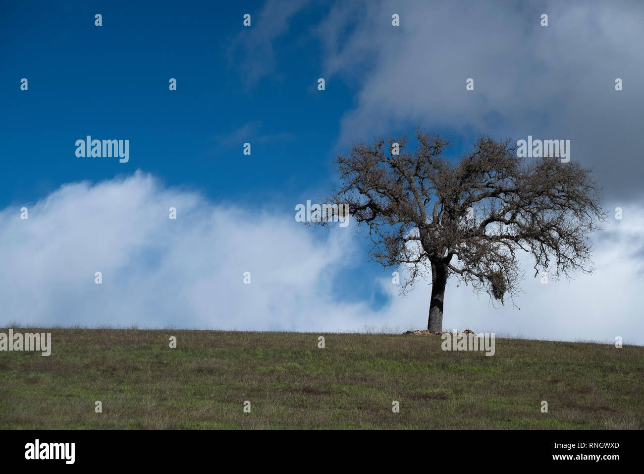 Lone Oak Tree on Hill Stock Photo