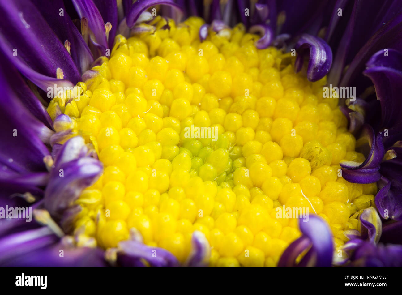 Purple Aster Flower Stock Photo
