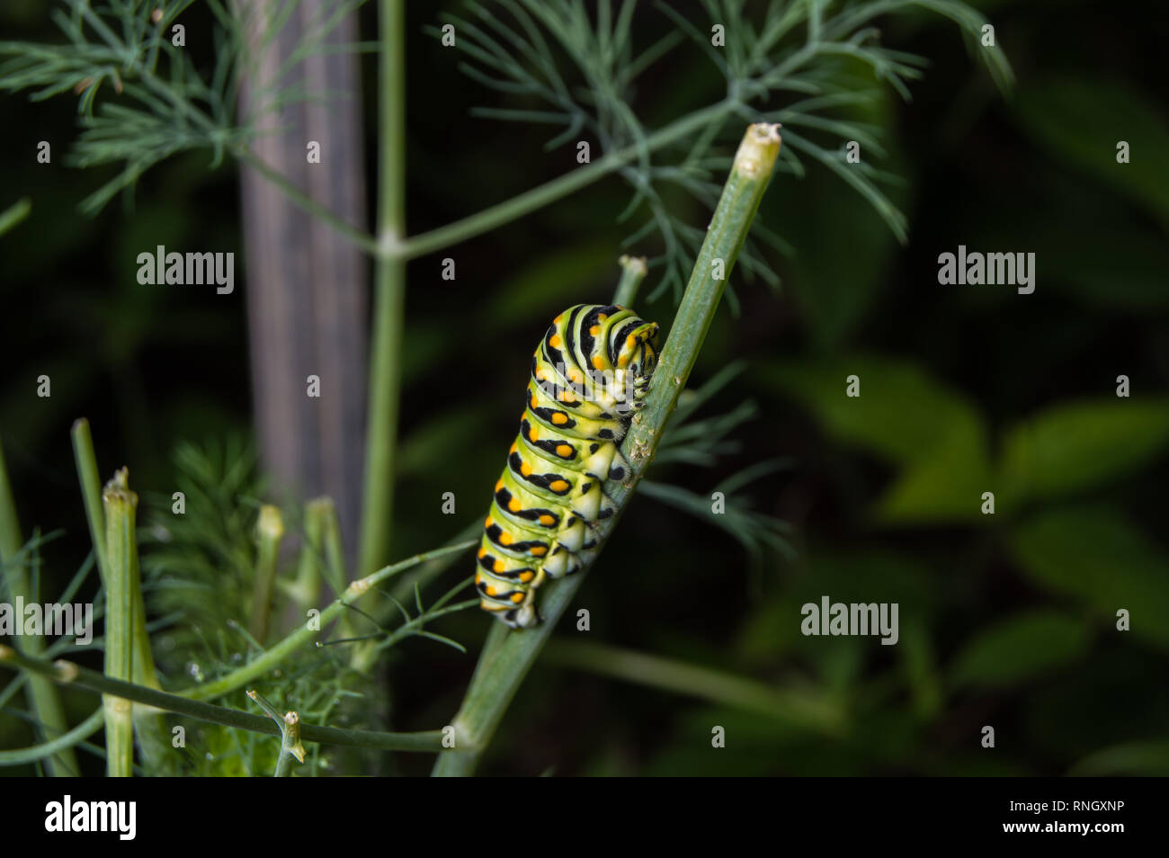 Black swallowtail caterpillar hires stock photography and images Alamy