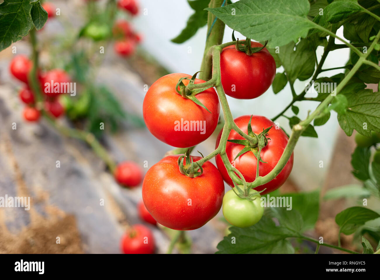 Ripe tomato plant growing in greenhouse. Fresh red vegetable hanging on ...