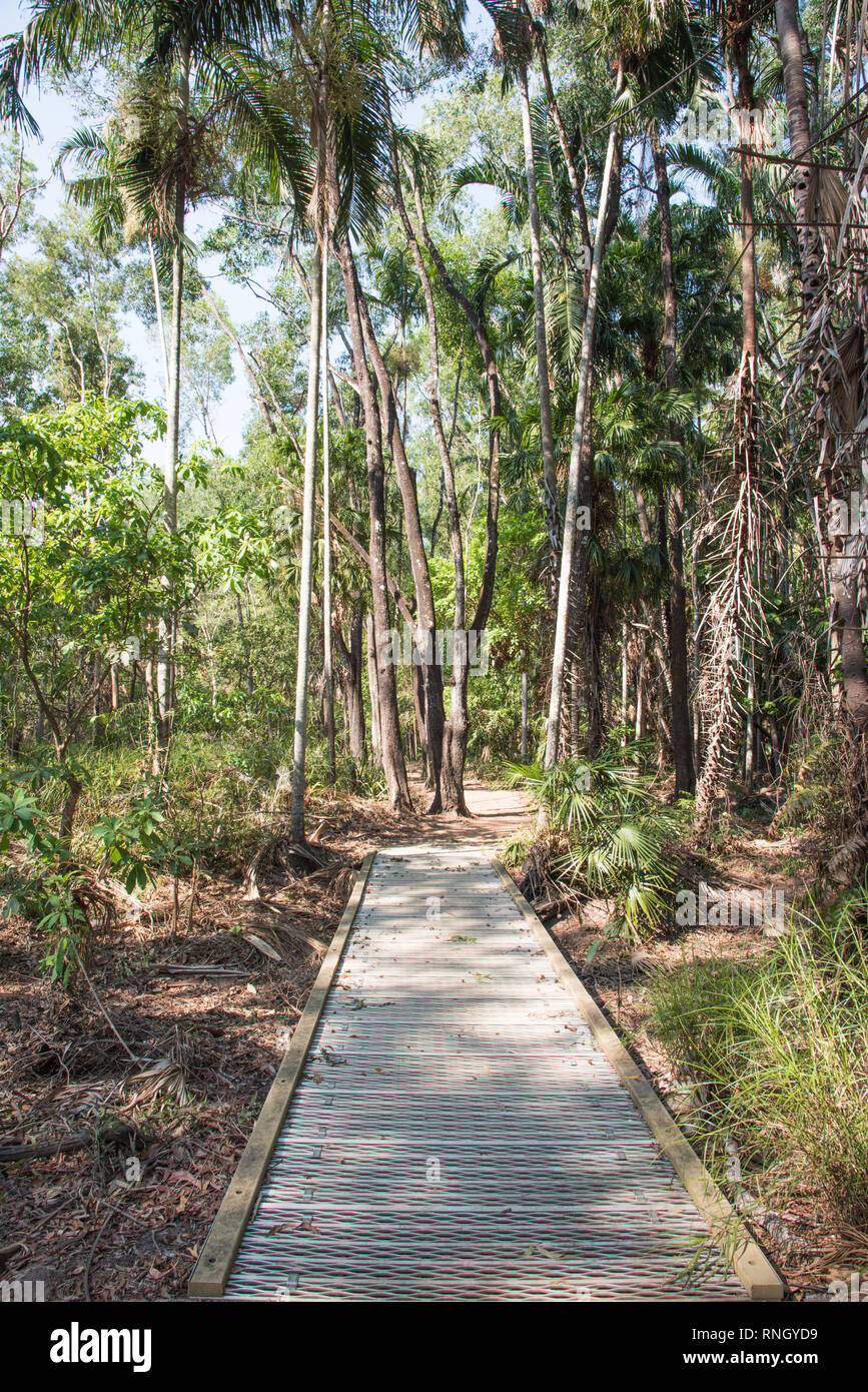 Walkway through the native tropical at Howard Springs Nature Park in Northern Territory of Australia Stock Photo - Alamy