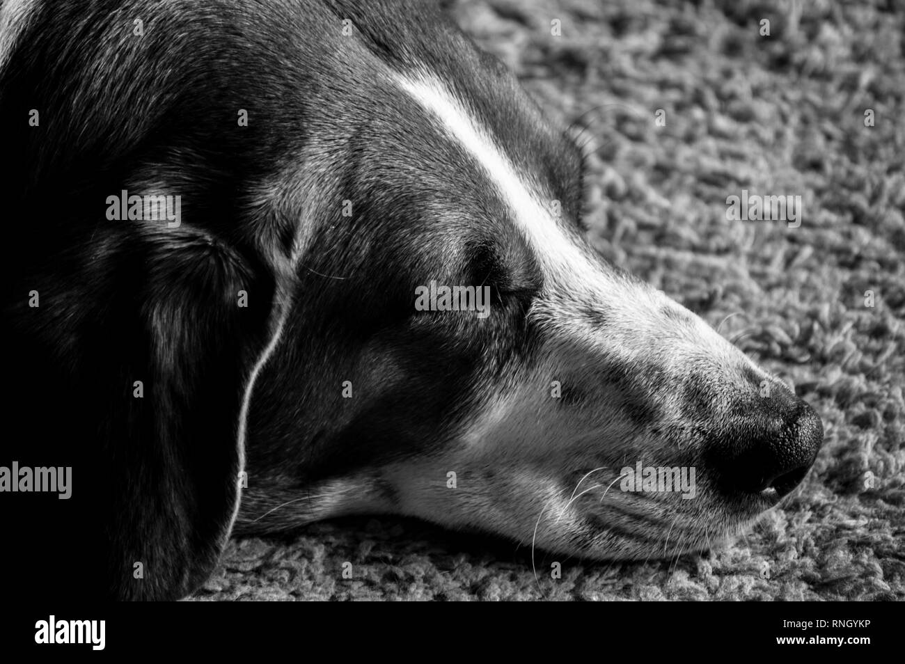 A black and white close up of a resting Beagle-Basset Stock Photo
