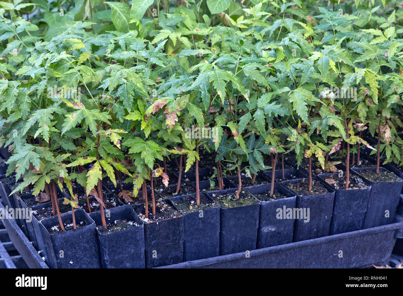 Neem  'Azadirachta indica' cuttings growing in pots, plastic tunnel. Stock Photo