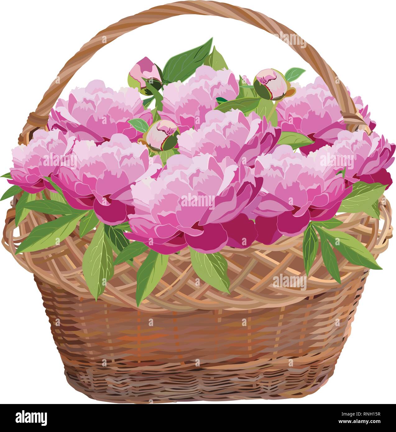 Wicker basket with pink peony flowers. Vector flat illustration isolated on white background. Stock Vector