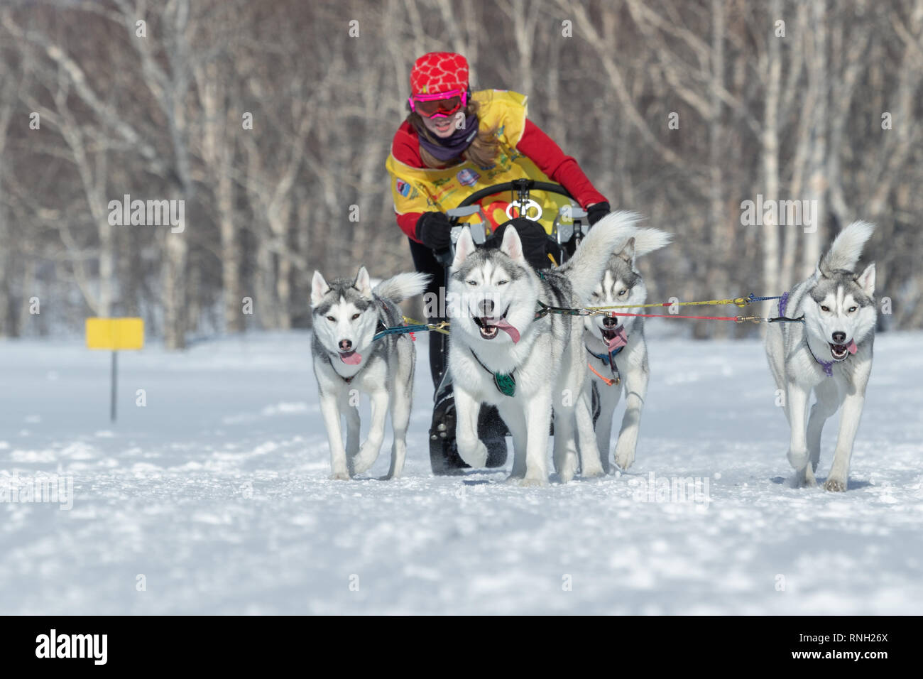 Running Siberian husky sled dog team musher Kasatkina Ksenia. Kamchatka ...