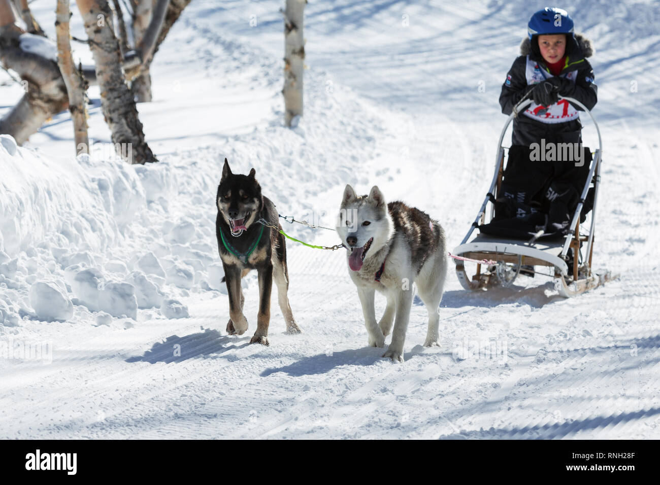 Kamchatka Kids Competitions Sled Dog Race Dyulin Beringia. Running dog ...