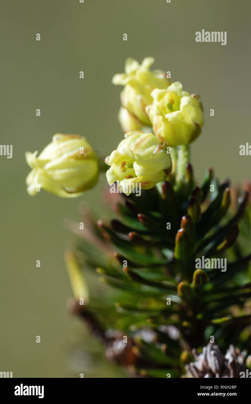 Close-up yellow flowers Siberian Juniper (Juniperus sibirica Burgsd) Stock Photo