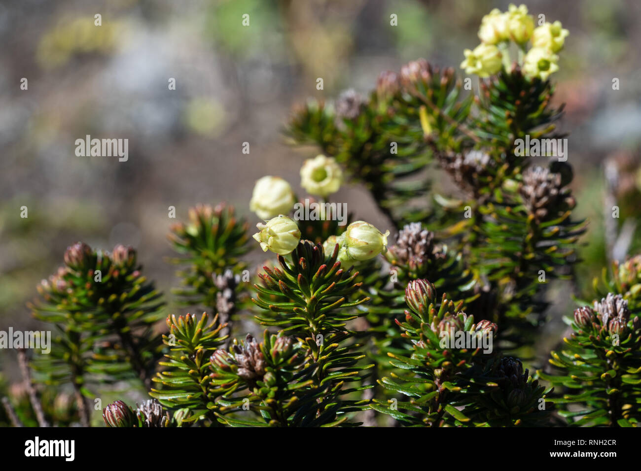 Siberian Juniper (Juniperus sibirica Burgsd) - low small evergreen coniferous creeping densely branched shrub of family Cypress (Cupressaceae), of ord Stock Photo