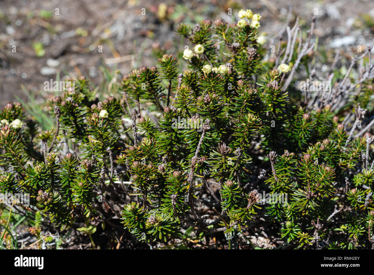 Wild flora of Kamchatka Peninsula - Siberian Juniper (Juniperus sibirica Burgsd) - low small evergreen coniferous creeping densely branched shrub of f Stock Photo