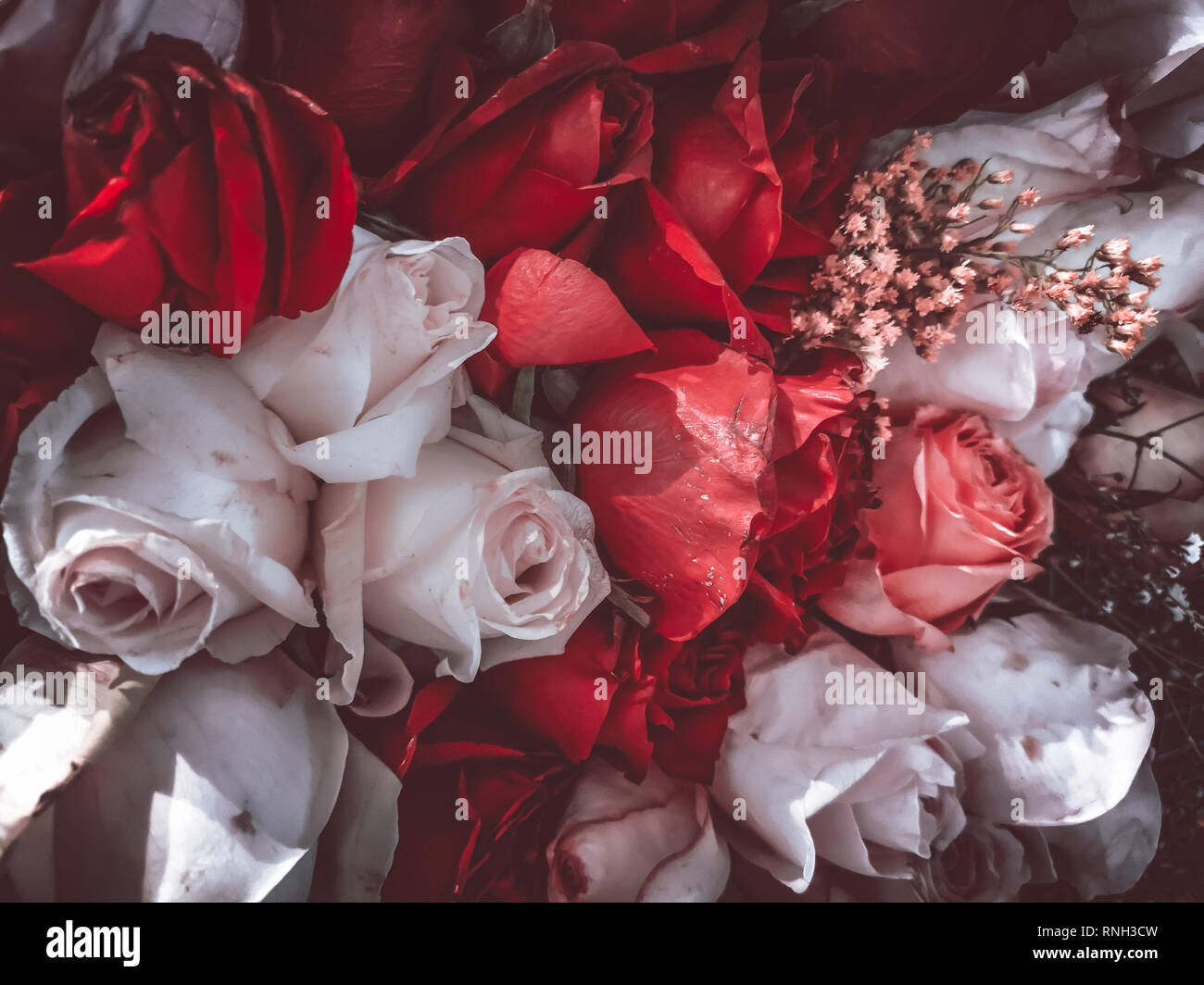 flowers wall background with amazing roses, vintage style Stock Photo ...
