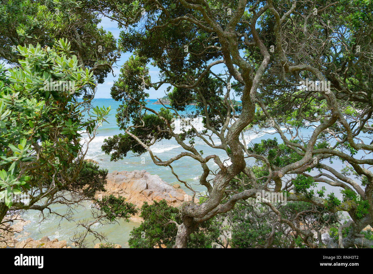 Tangled branches hi-res stock photography and images - Alamy