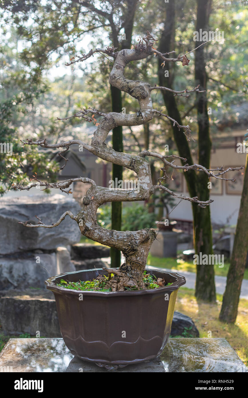Twisted bonsai tree in a pot in BaiHuaTan park, Chengdu, Sichuan province, China Stock Photo