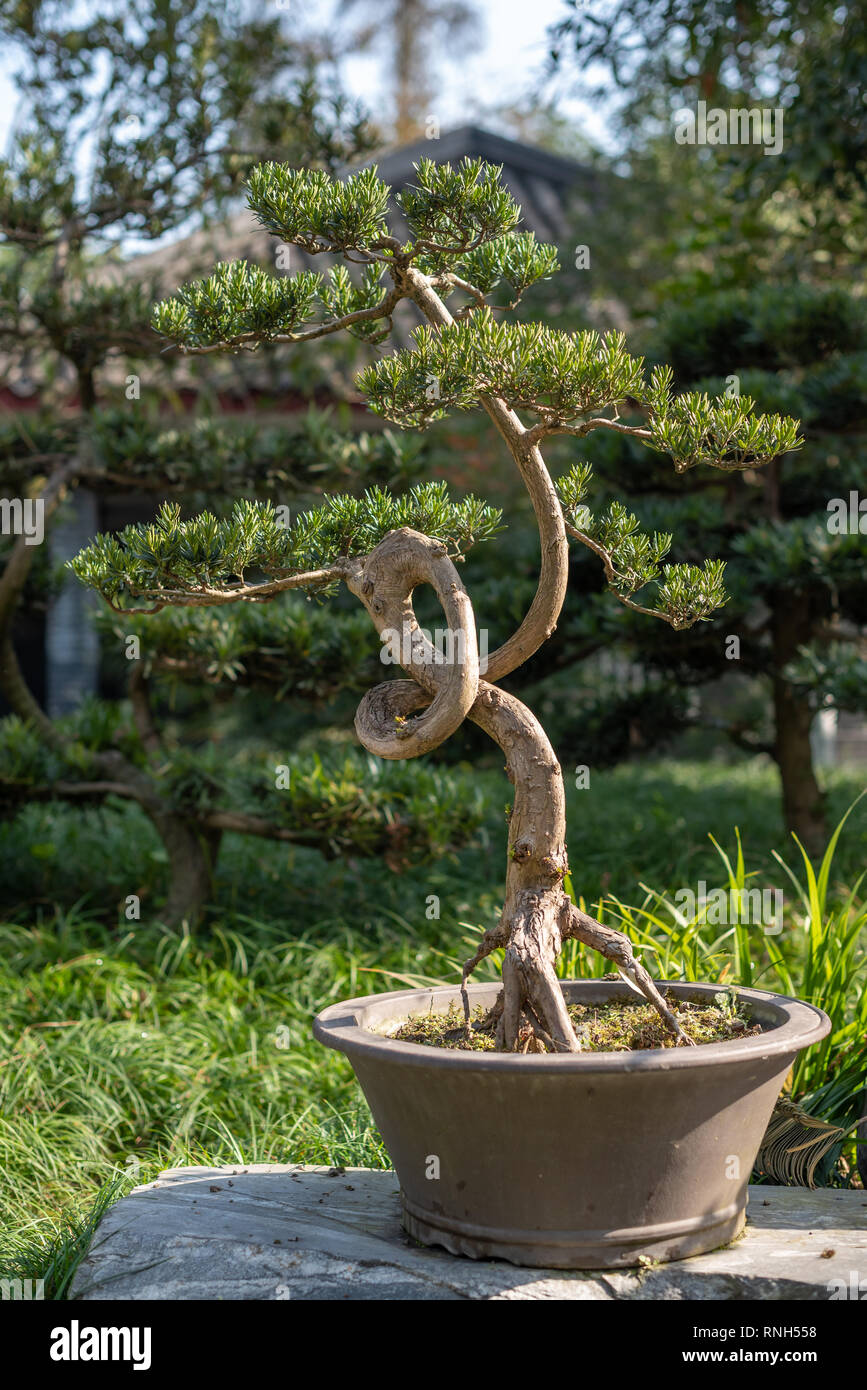 Twisted bonsai tree in a pot in BaiHuaTan park, Chengdu, Sichuan province, China Stock Photo