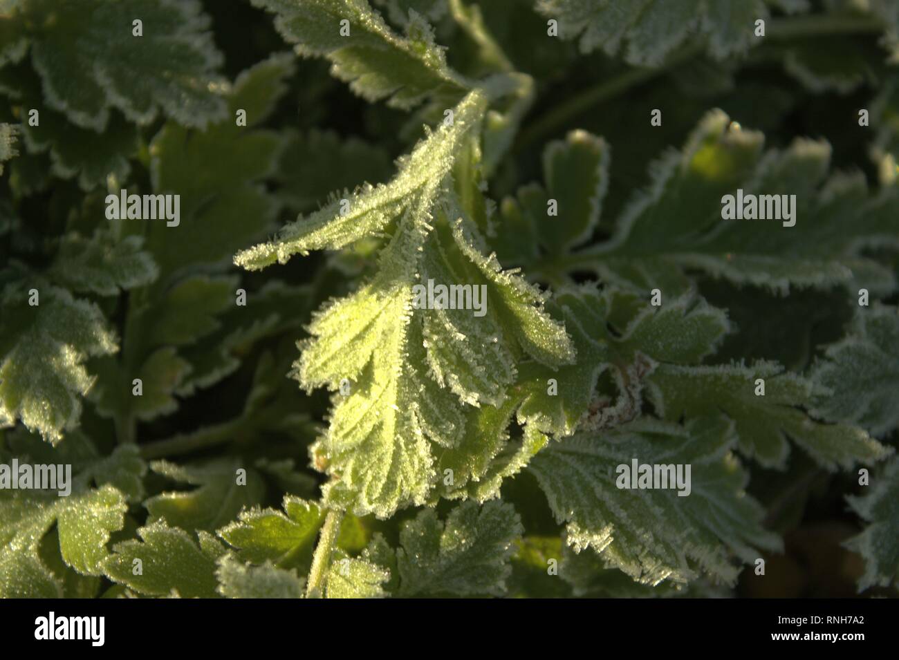 Frosty Leaves of Feverfew  In The Garden Stock Photo