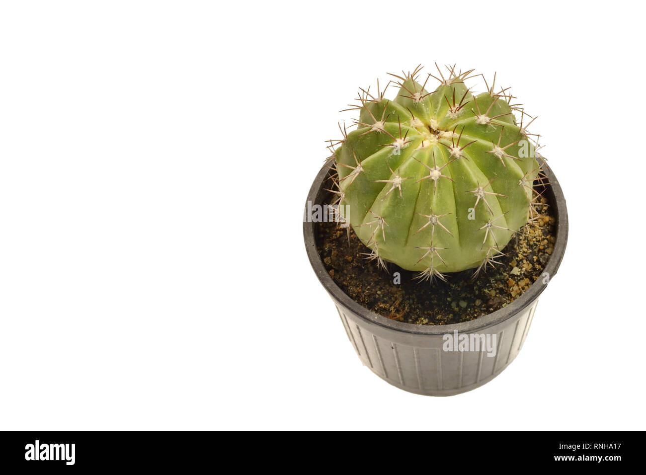 Cactus in a pot. Isolated on a white background Stock Photo - Alamy