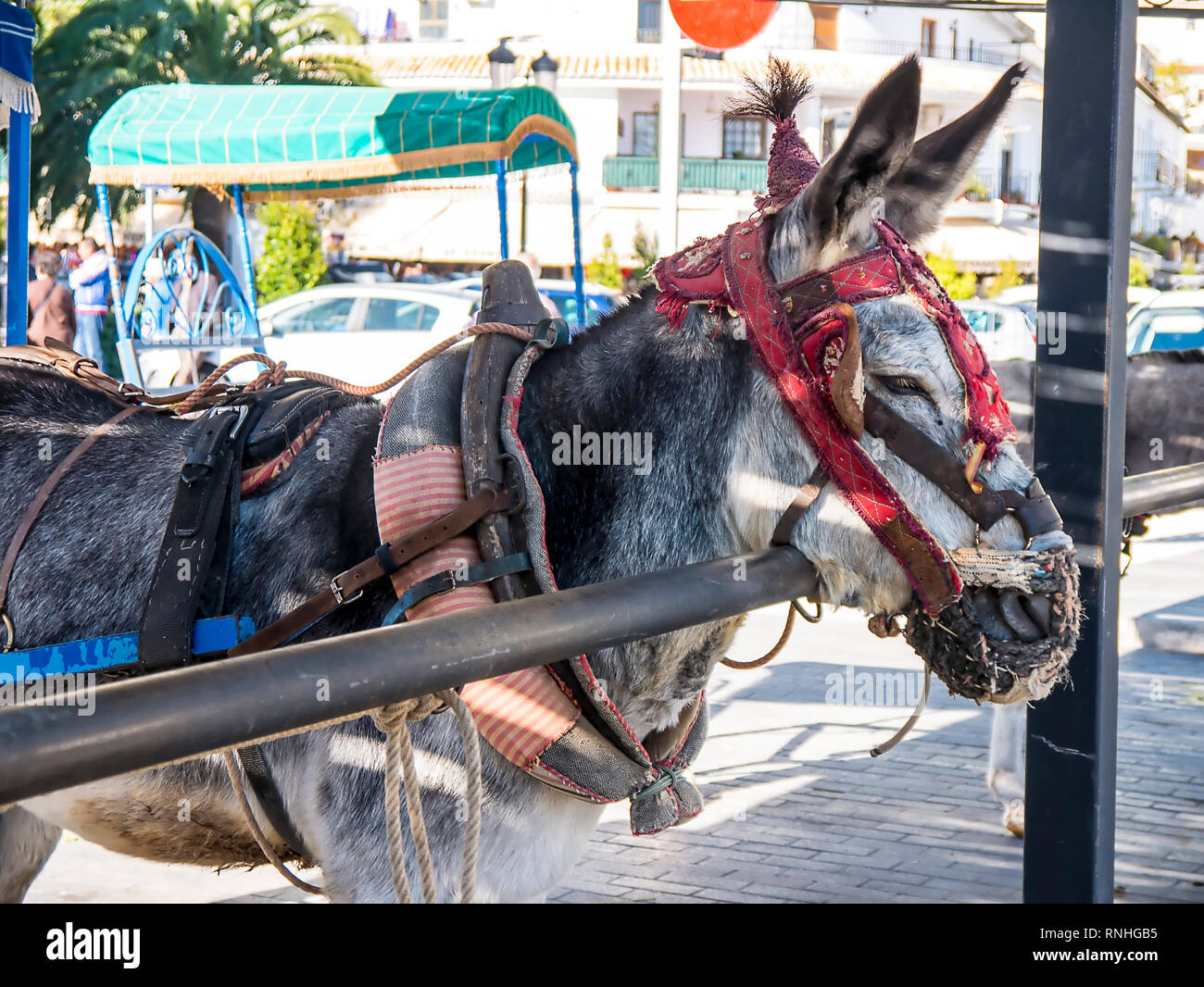 Donkey Taxis take tourists on short rides through the mountain village of Mijas in Andalucia.Authorities are supposed to monitor the animal's welfare Stock Photo