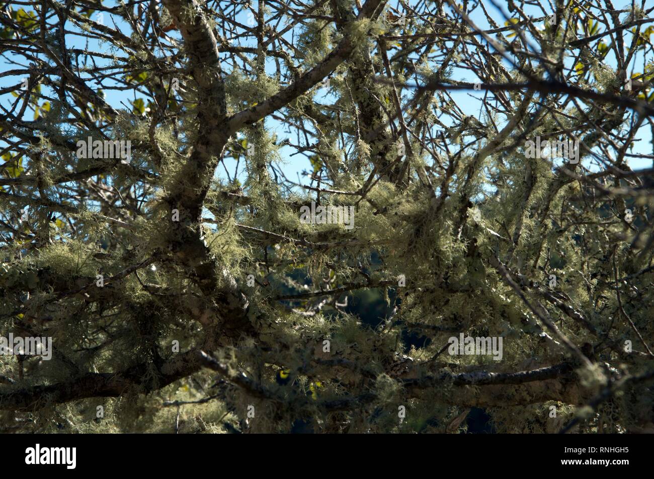 Moss draped branches hi-res stock photography and images - Alamy