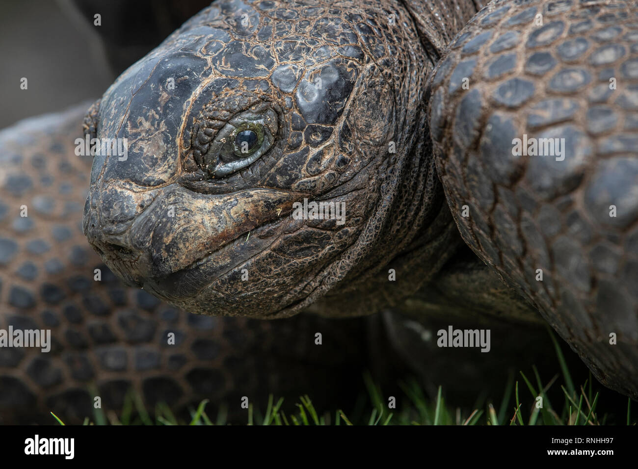Aldabra Giant Tortoise (Aldabrachelys gigantea), Aldabra, Seychelles Stock Photo