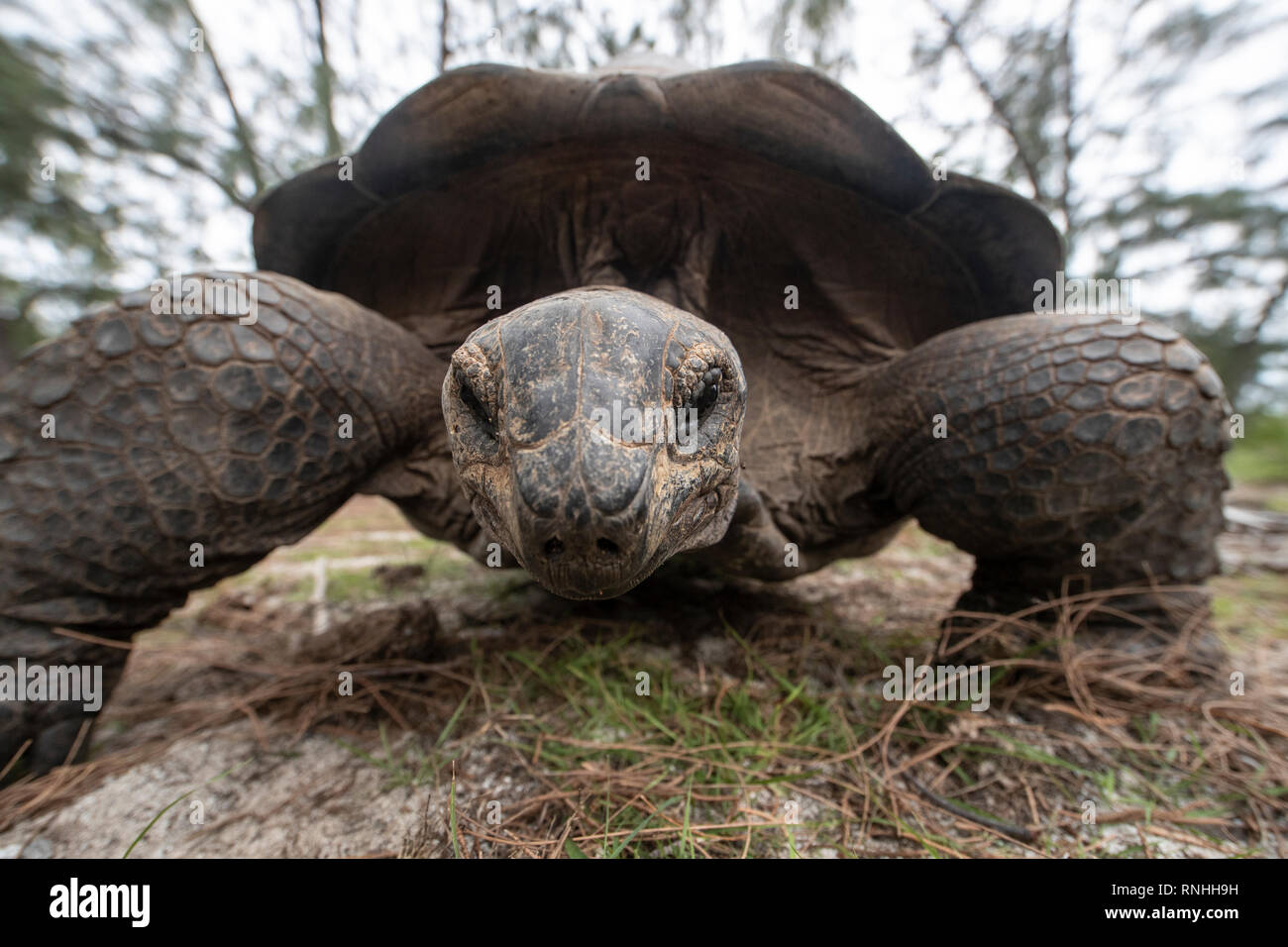 Aldabra Giant Tortoise (Aldabrachelys gigantea), Aldabra, Seychelles Stock Photo