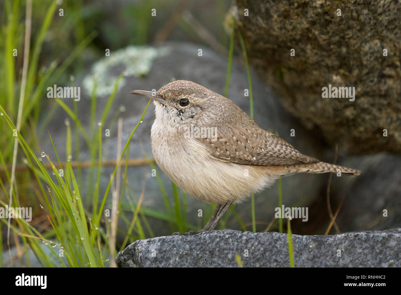 Rock Wren (Salpinctes obsoletus) Stock Photo