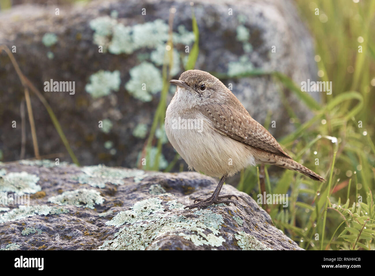 Rock Wren (Salpinctes obsoletus) Stock Photo