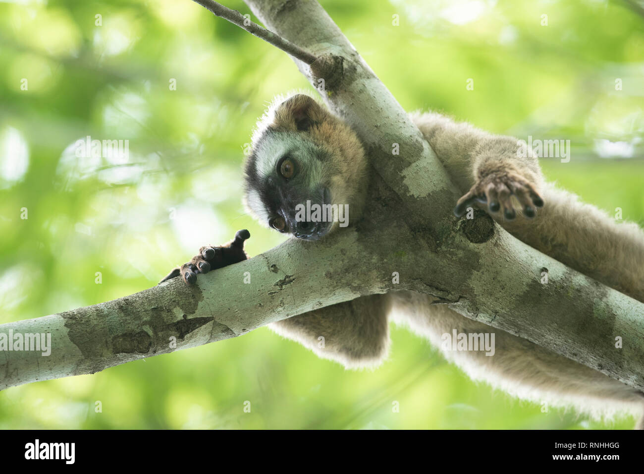 Red-fronted lemur (Eulemur rufifrons) Stock Photo