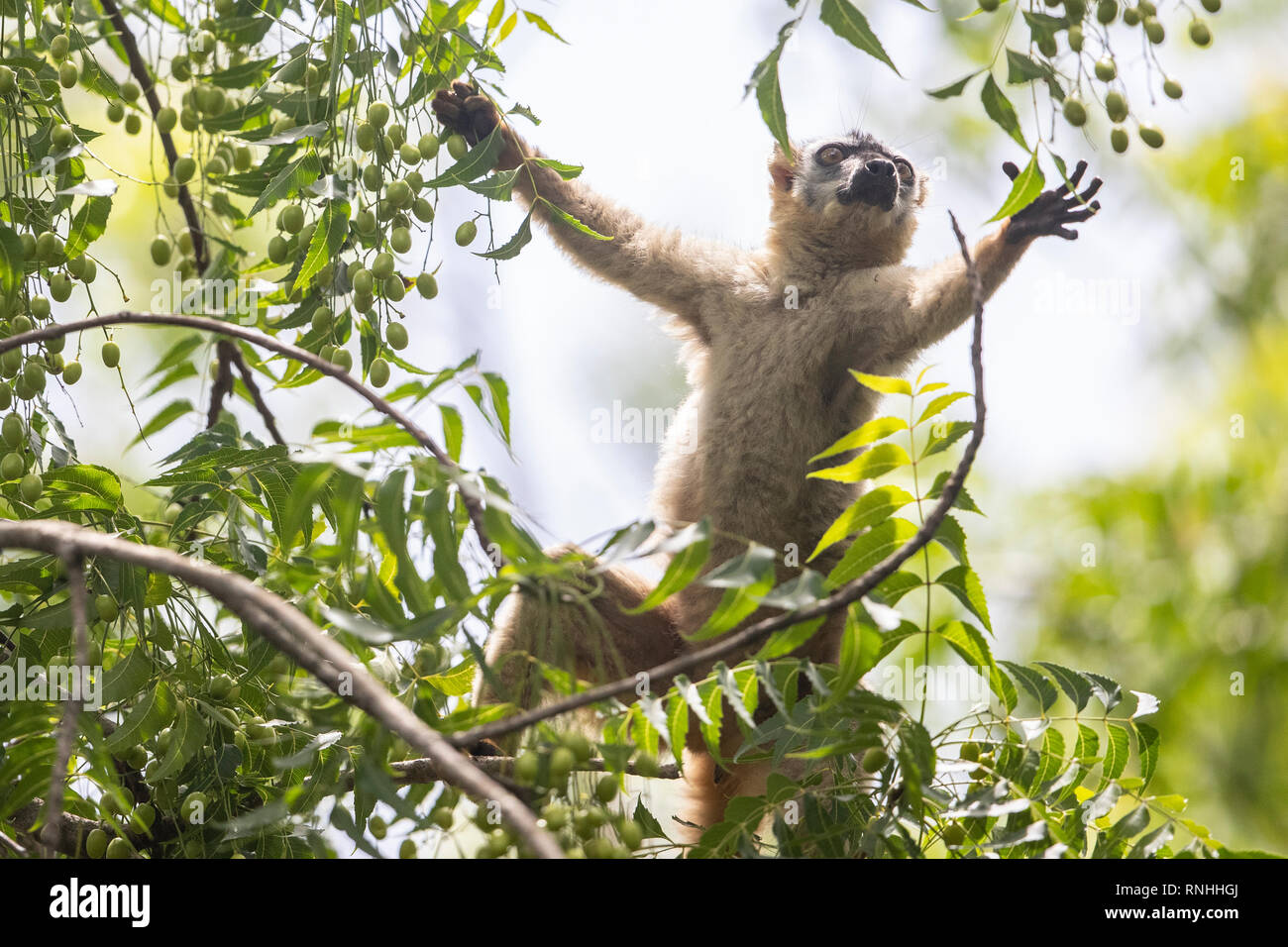 Red-fronted lemur (Eulemur rufifrons) Stock Photo