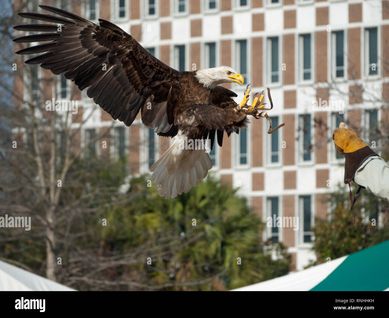 Bald eagle talons out hi-res stock photography and images - Alamy