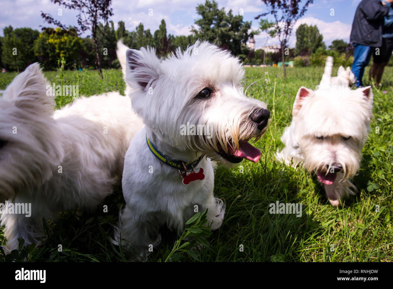 A group of Westie owners meet in front of the Palace of Parliament in Bucharest, Romania Stock Photo