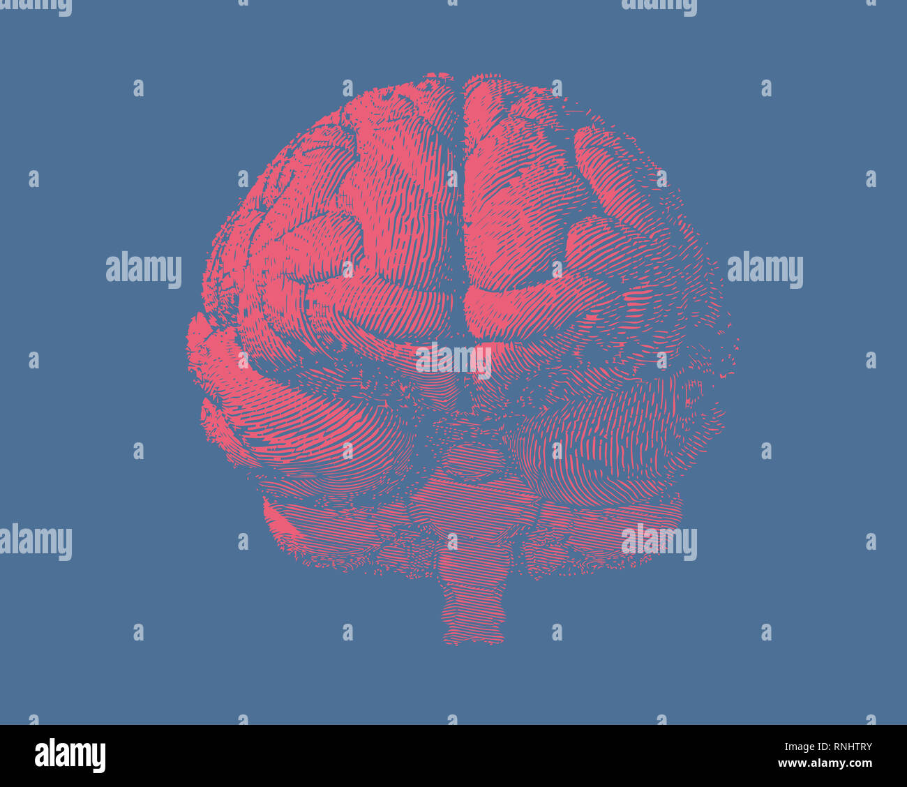 Pink engraving brain illustration in front view on light blue background Stock Photo