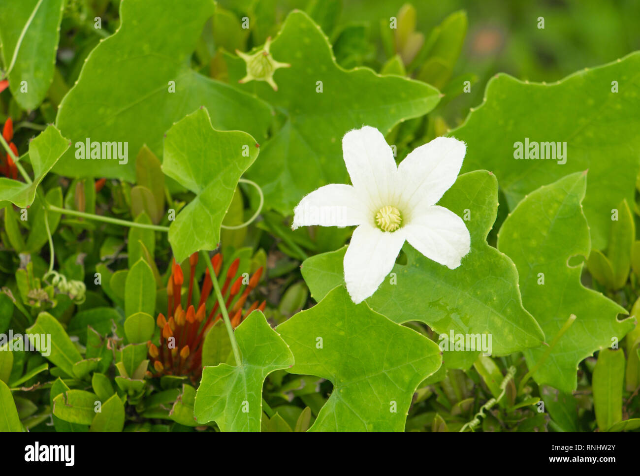 flower ivy gourd white and leaf green ( Scientific name coccinia grandis ) Stock Photo