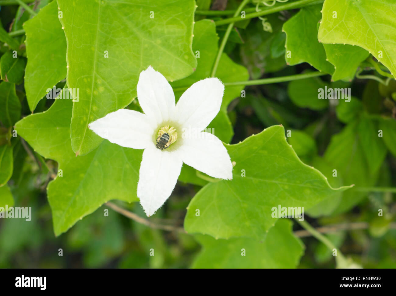 flower ivy gourd white and leaf green ( Scientific name coccinia grandis ) Stock Photo