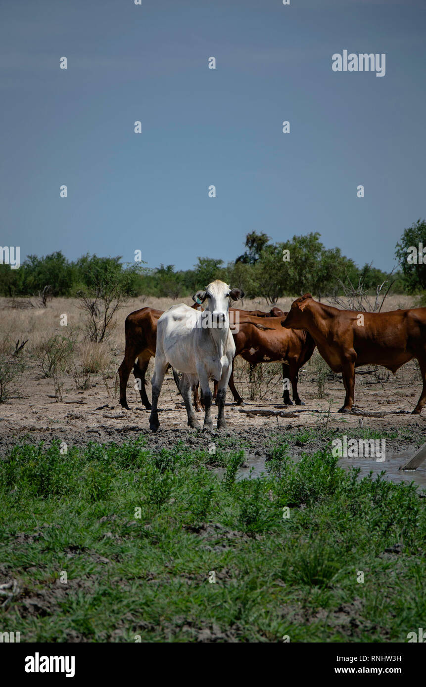 A grey steer in the Outback, facing the camera with red-brown animals in the background Stock Photo