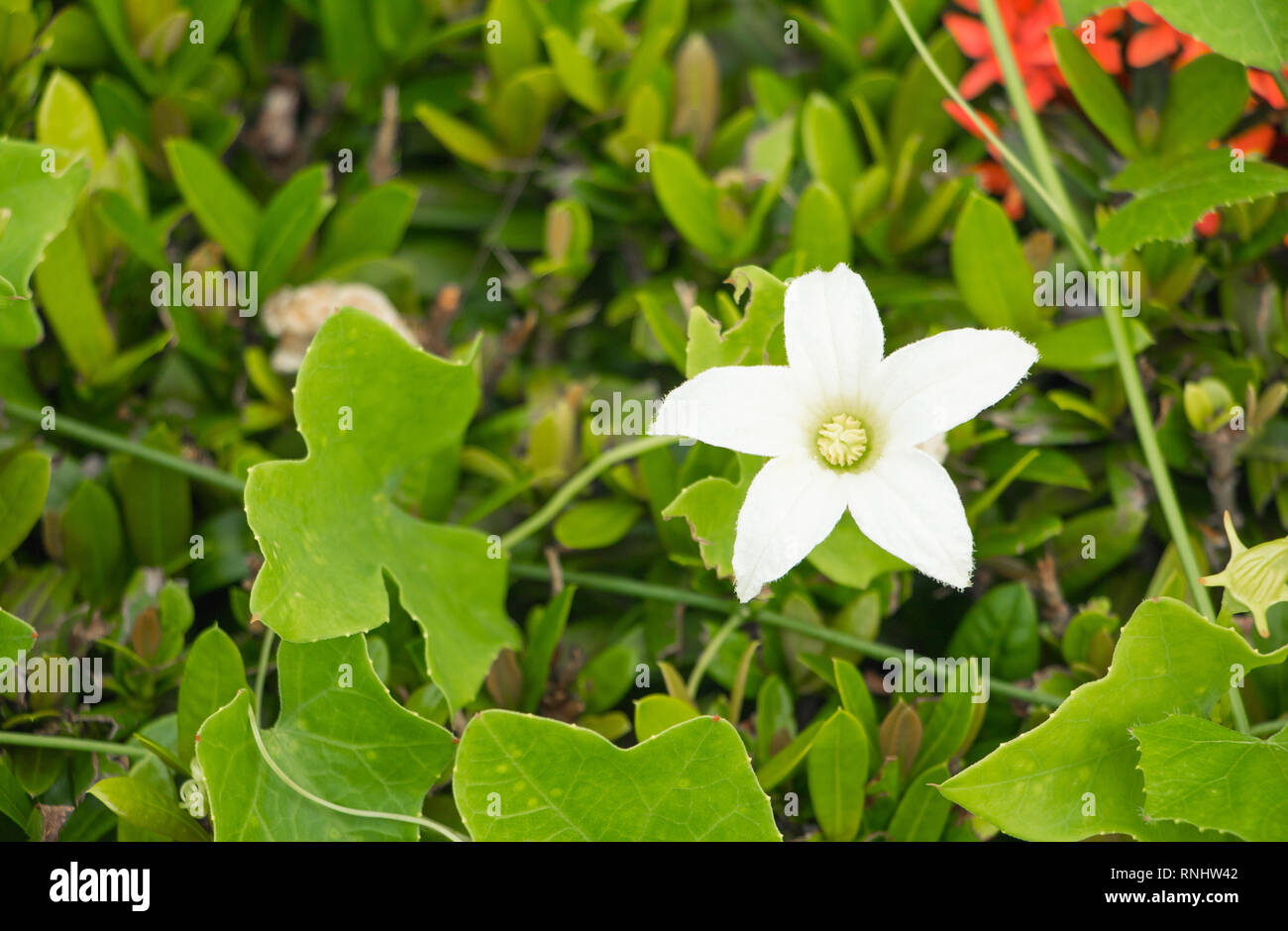 flower ivy gourd white and leaf green ( Scientific name coccinia grandis ) Stock Photo