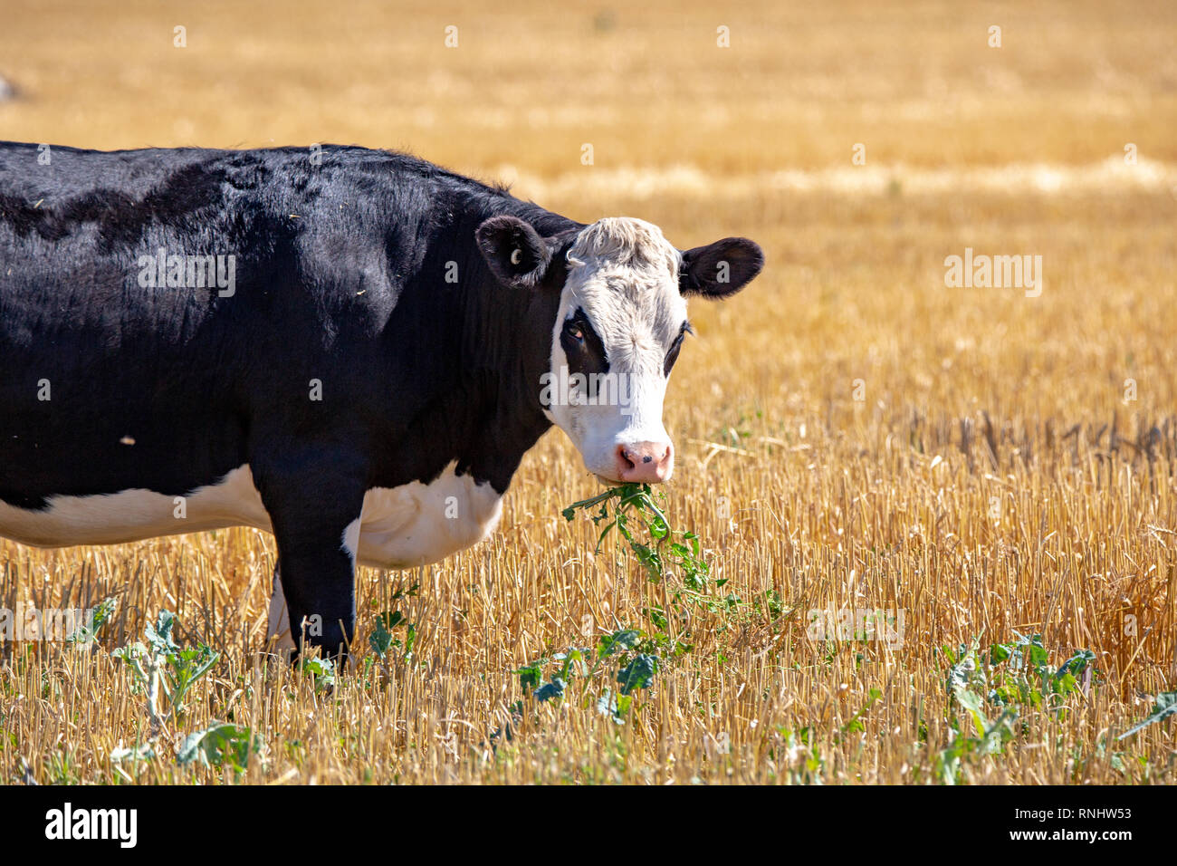 A black and white hereford cow munches on greens in a field in New Zealand Stock Photo