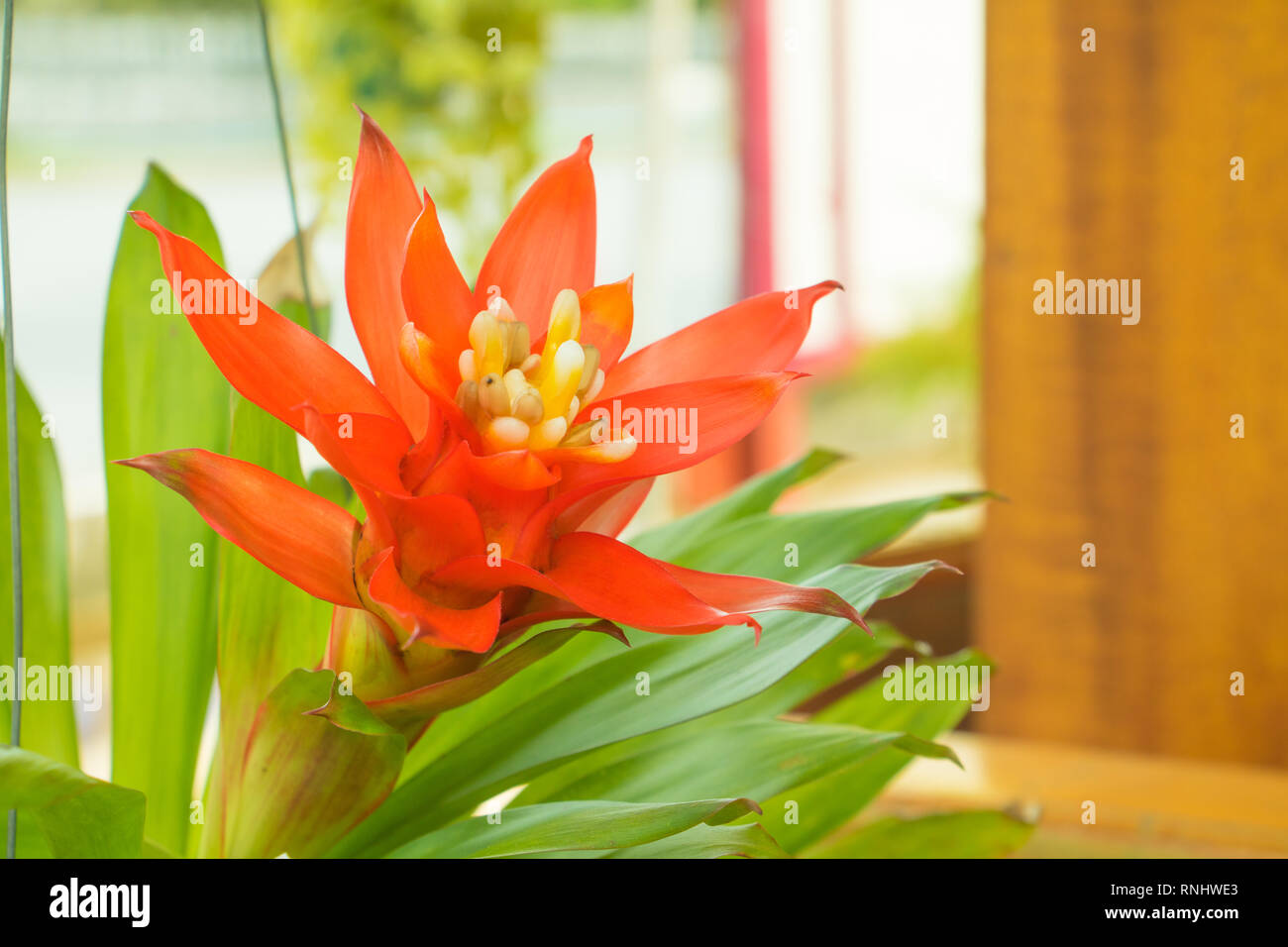 Bromeliads flower red beautiful natural in garden (Scientific name Guzmania ligulata) Stock Photo