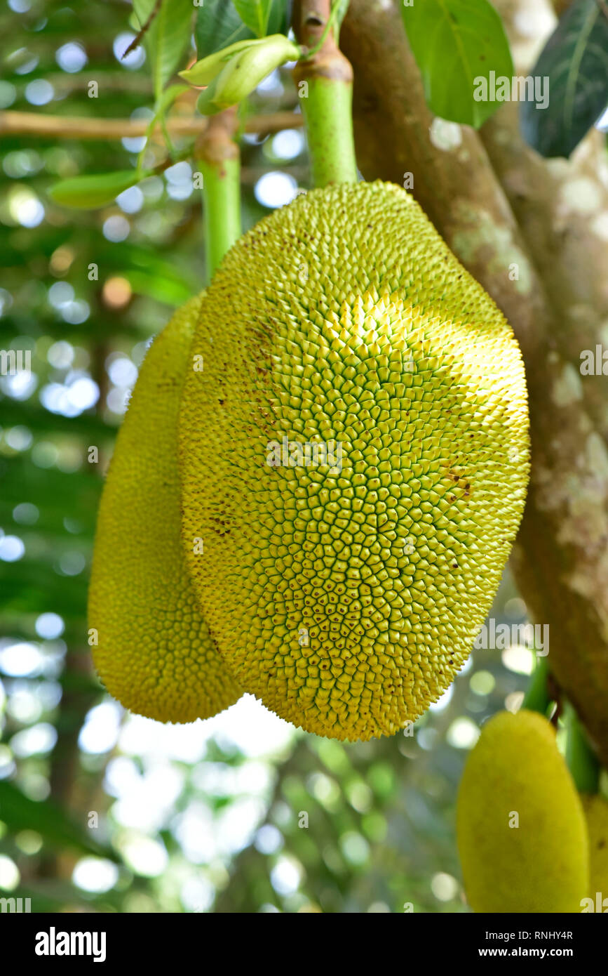 Jackfruit artocarpus heterophyllus mature jackfruit food artocarpus heterophyllus fruit