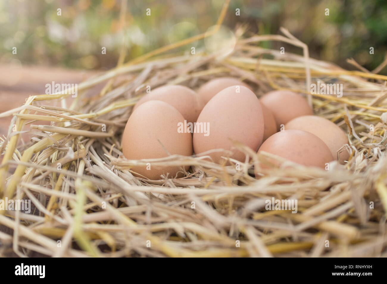 Fresh brown eggs in a nest on a wooden in chicken farm with morning
