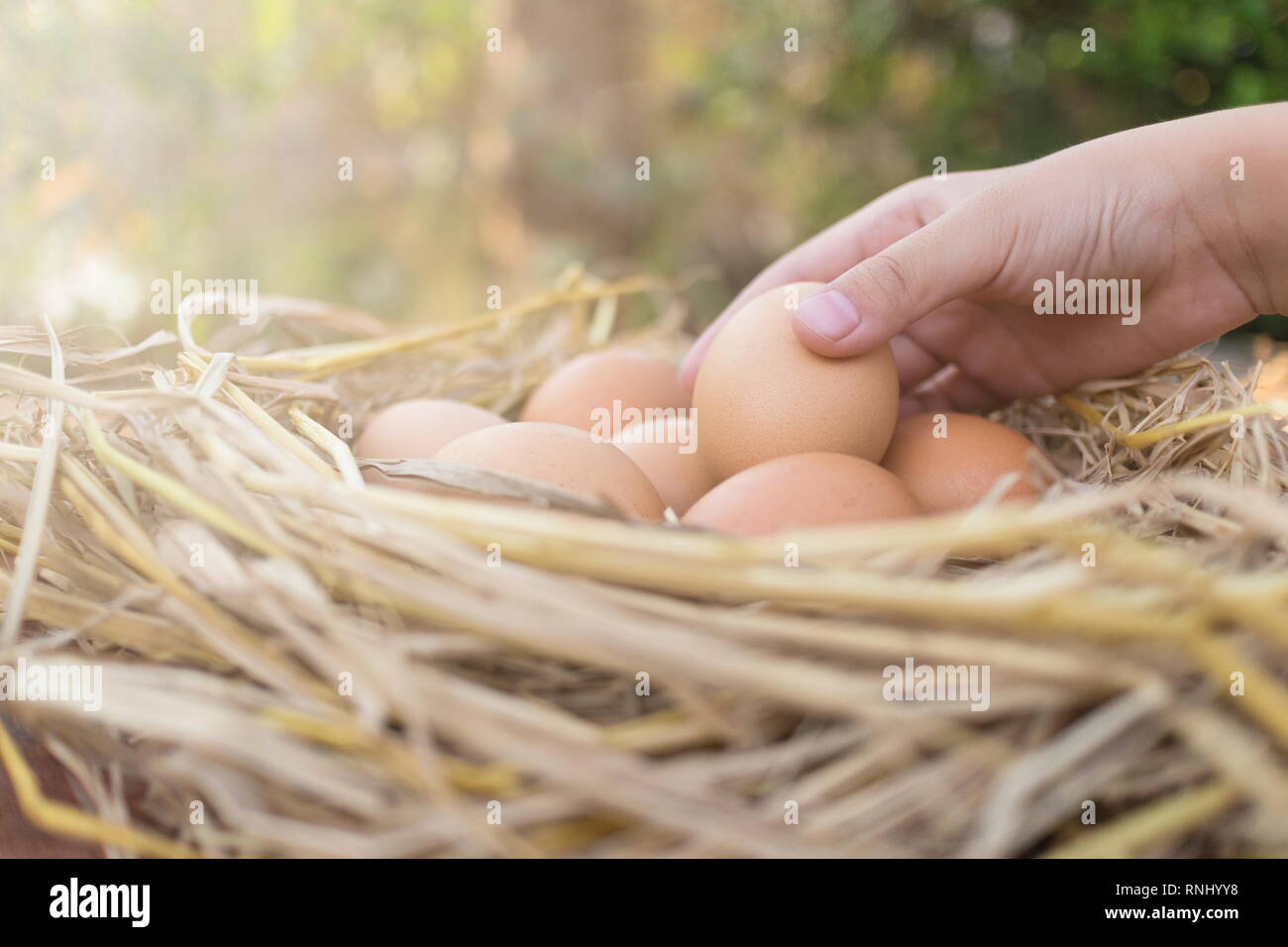 Farmer holding a brown egg and brown eggs in a nest on wooden in chicken farm, image with copy space. Stock Photo