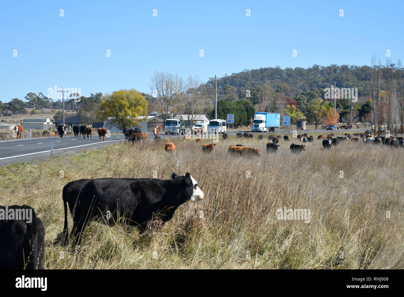 cattle eating grass at the side of the gwydir highway at glen innes in northern new south wales due to the drought as there is no feed left Stock Photo