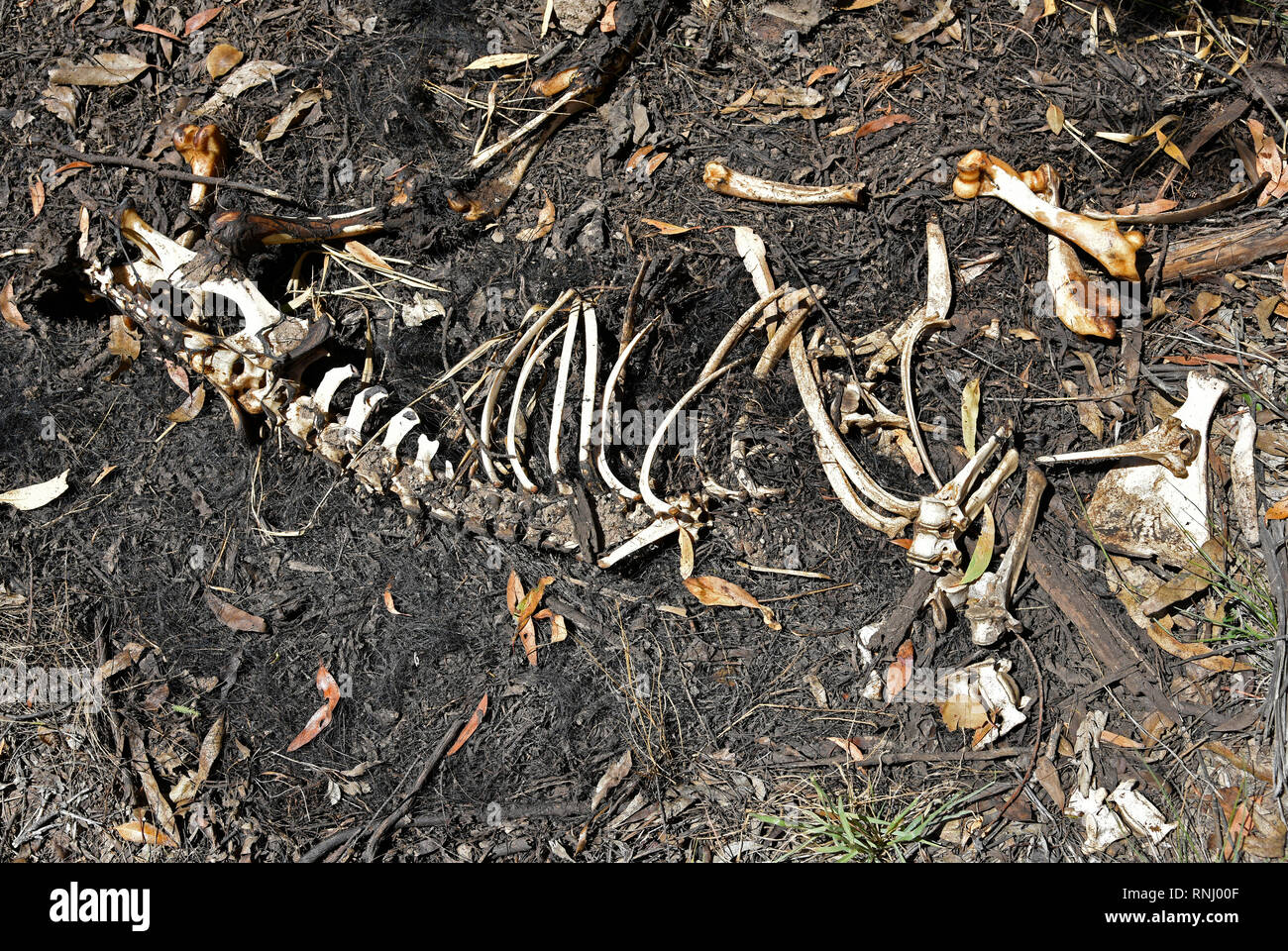 kangaroo bones lying on the ground in western new south wales dead due