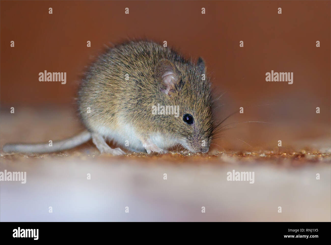 Wood mice dusk hires stock photography and images Alamy