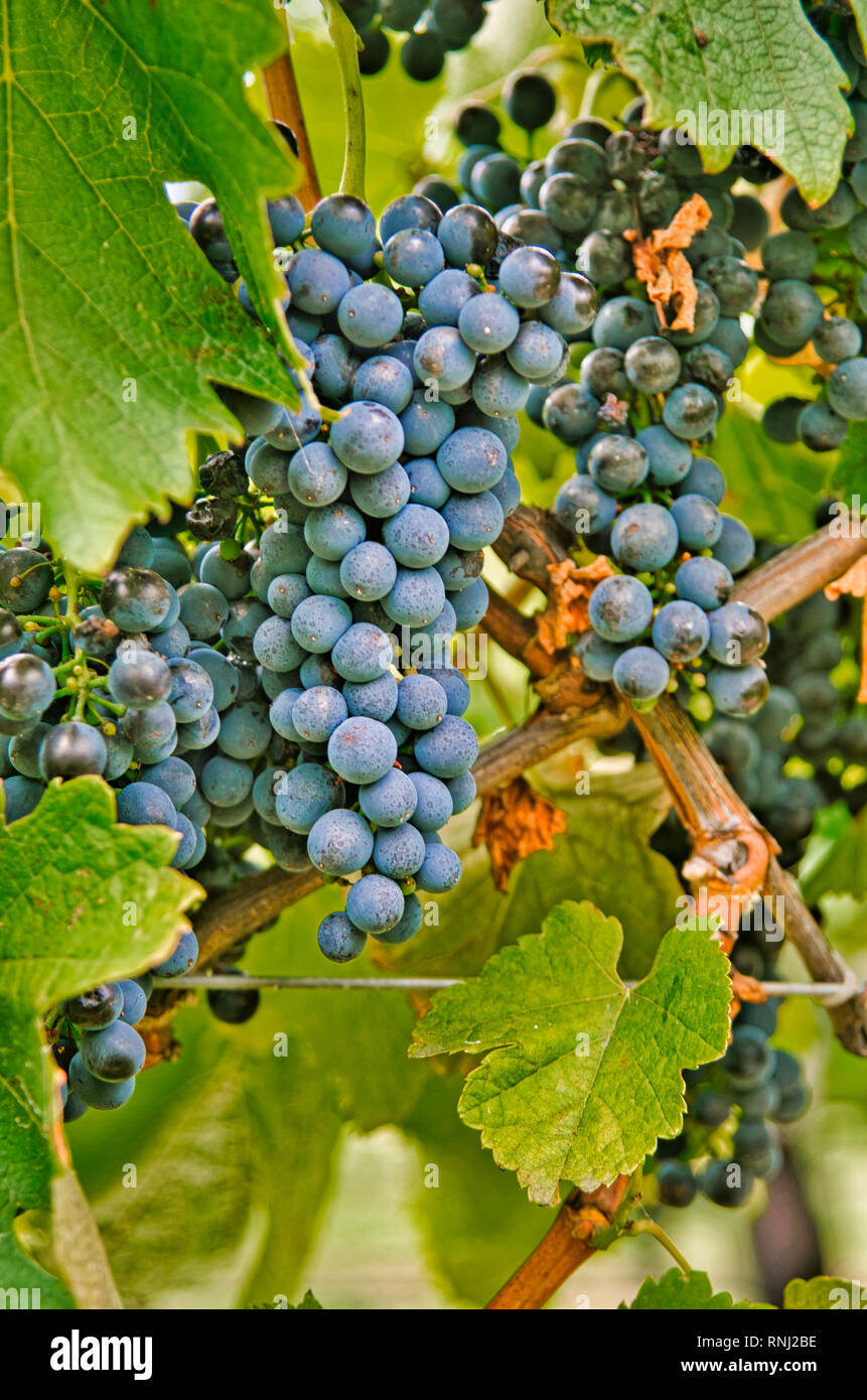 Cabernet Sauvignon grapes growing on the vine Stock Photo