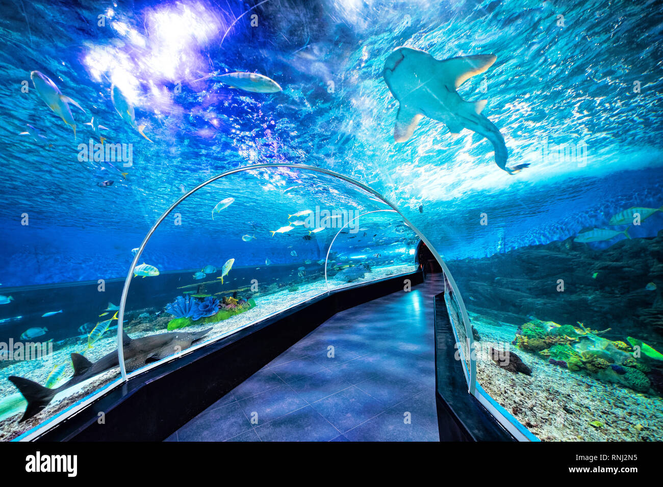 Sharks,  fish and coral at the Ocean Park in Manila Philippines Stock Photo