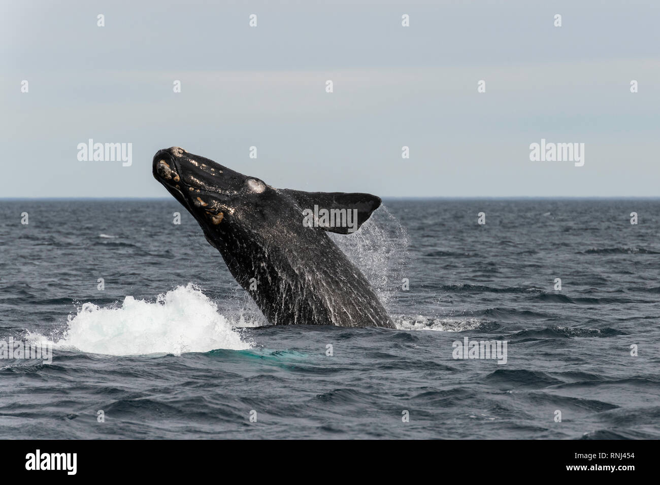 Breaching southern right whale, Valdes Peninsula, Argentina. Stock Photo