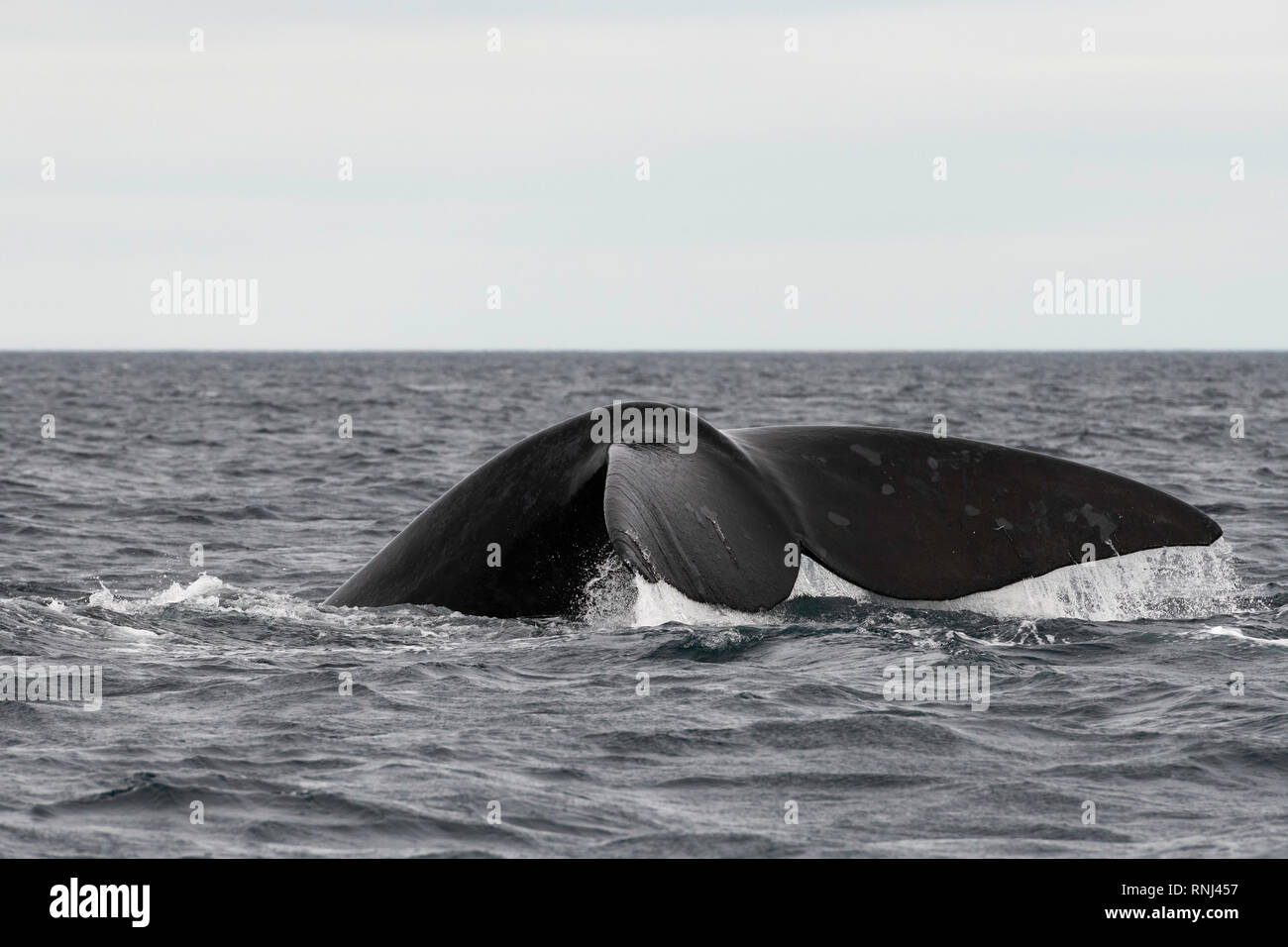 Tail fluke of a southern right whale as it dives, Valdes Peninsula ...