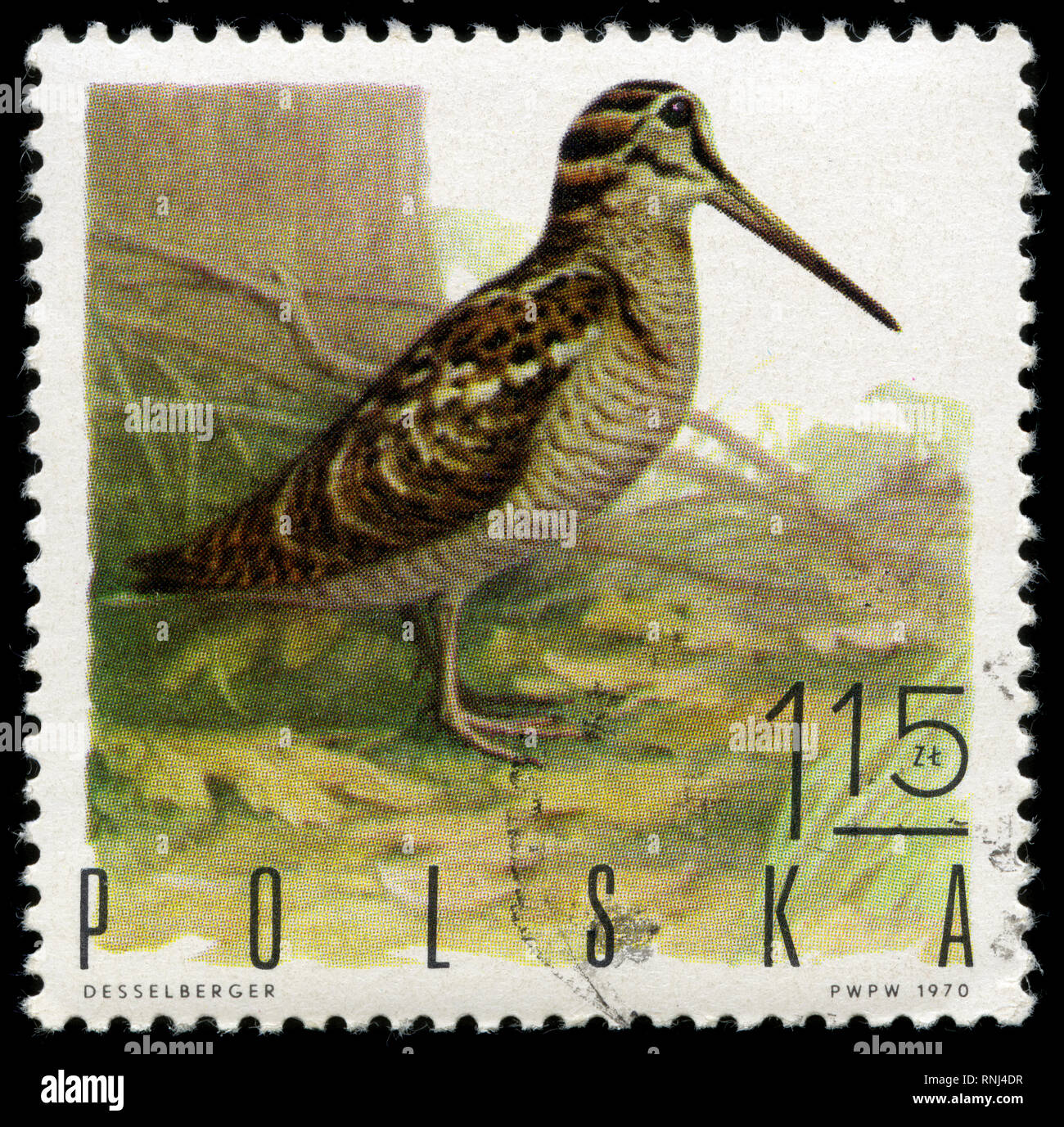 Postage stamp from the Poland in the Game Birds series issued in 1970