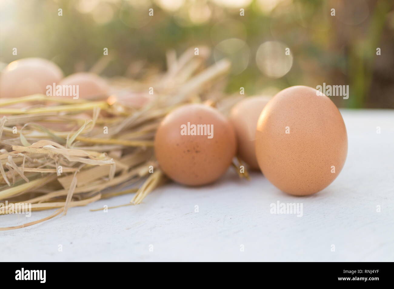 Fresh brown eggs in a nest on a wooden in chicken farm with morning ...