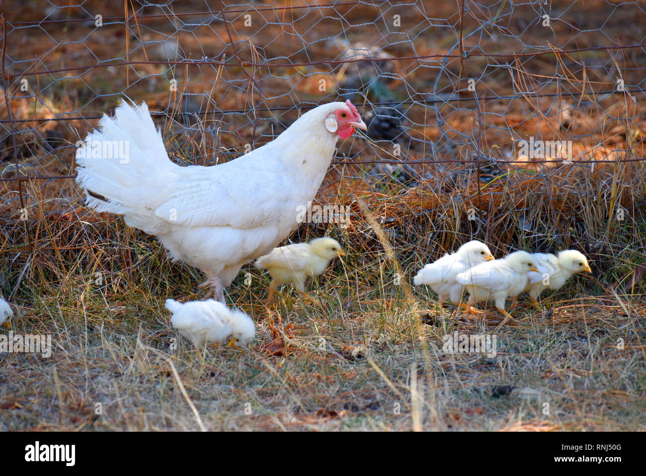 mother hen and her chicks at Emmaville in n orthern new south wales, australia Stock Photo